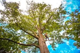 How Our Tree Care Process Works  in  Belleville, IL