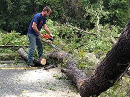 Professional Tree Care  in Belleville, IL